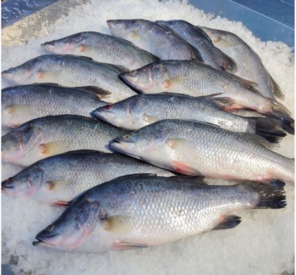 Barramundi Fish