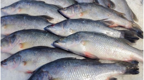 Barramundi Fish