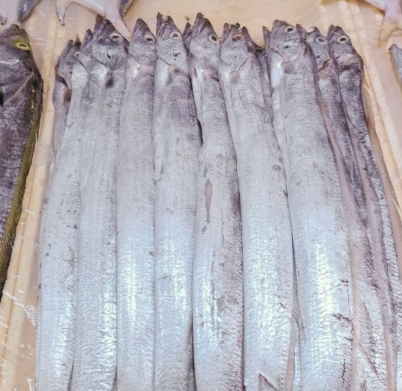 Chilled Fresh Ribbon fish(676x523px)