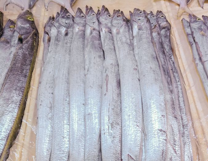 Chilled Fresh Ribbon fish(676x523px)