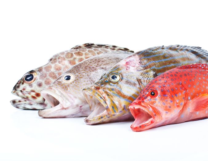 Copy of Chilled Groupers (676x523px)