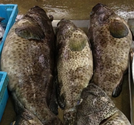 Grouper Fish