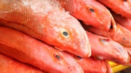 Red Snapper Fish