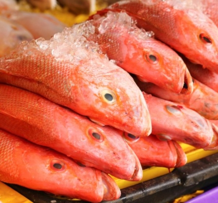 Red Snapper Fish