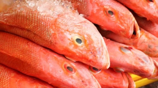 Red Snapper Fish