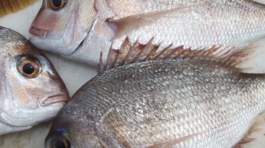 Snapper Fish