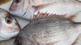 Snapper Fish