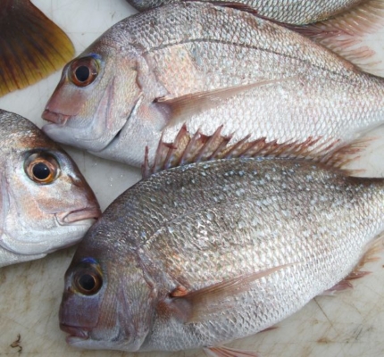 Snapper Fish