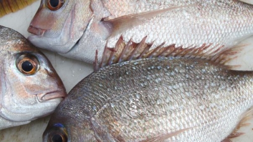 Snapper Fish