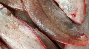 Tongue Sole Fish